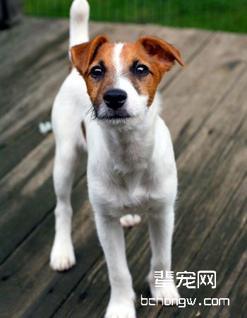 杰克罗素梗