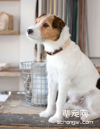 杰克罗素梗