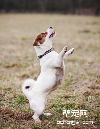 杰克罗素梗