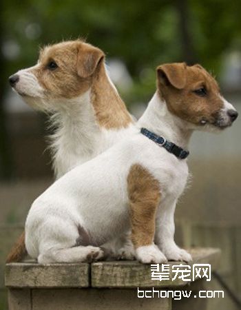 杰克罗素梗