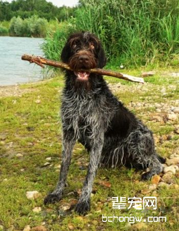 刚毛指示格里芬犬