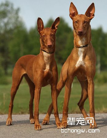 法老王猎犬