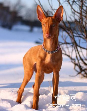 法老王猎犬