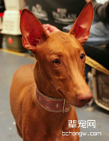 法老王猎犬