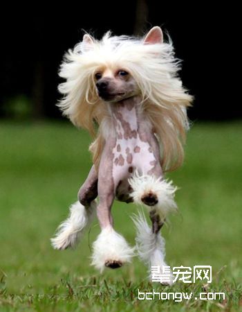 中国冠毛犬
