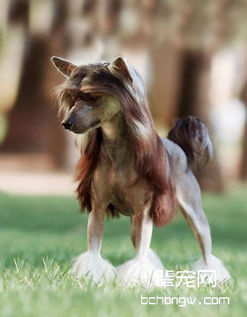 中国冠毛犬