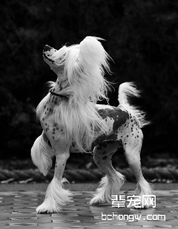 中国冠毛犬