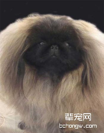 北京犬/京吧犬/狮子犬