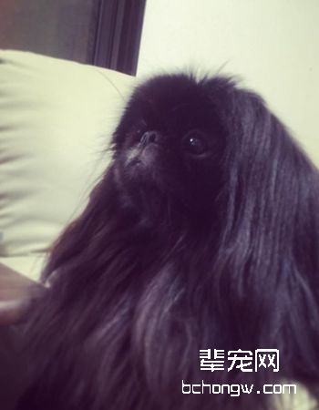 北京犬/京吧犬/狮子犬