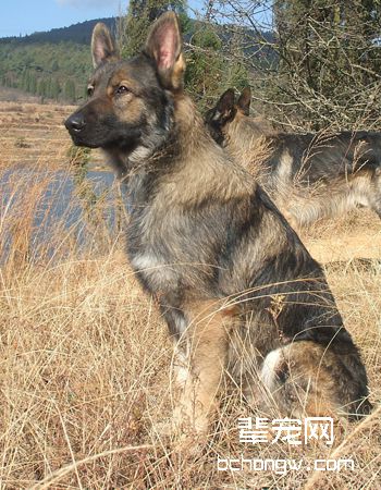 中国昆明犬