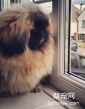 北京犬/京吧犬/狮子犬