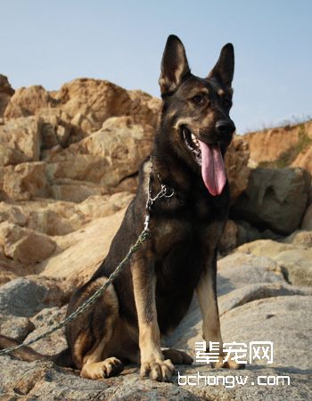 中国昆明犬