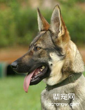 中国昆明犬