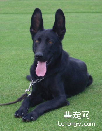 中国昆明犬