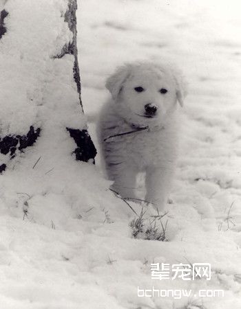 匈牙利库维斯犬