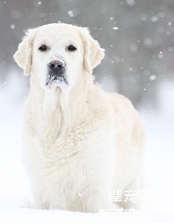 匈牙利库维斯犬