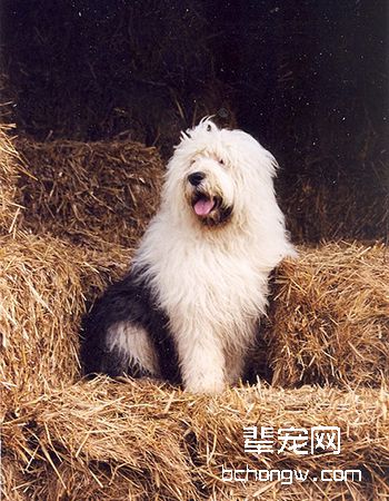 英国古代牧羊犬