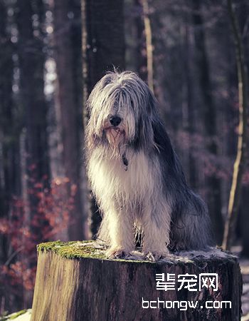 英国古代牧羊犬