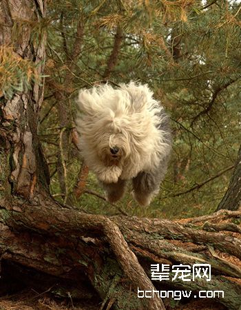 英国古代牧羊犬