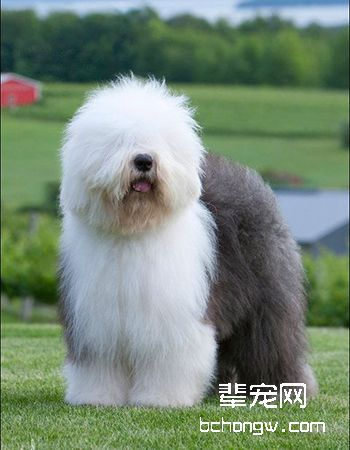 英国古代牧羊犬