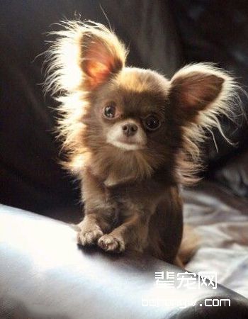 吉娃娃