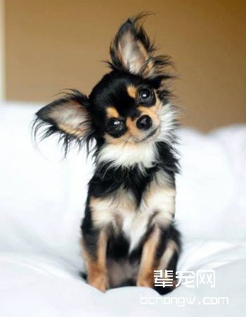 吉娃娃