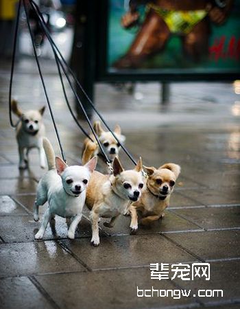 吉娃娃