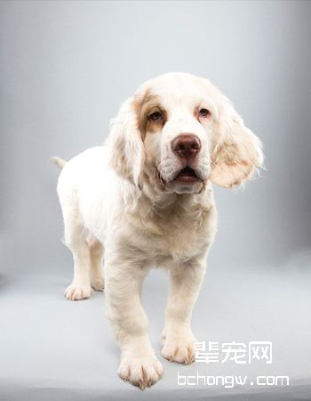 克伦伯猎鹬犬