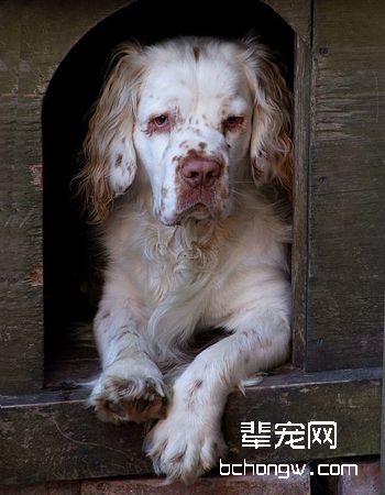 克伦伯猎鹬犬