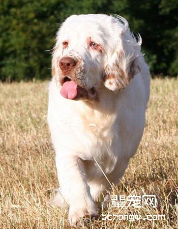 克伦伯猎鹬犬