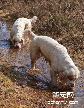 克伦伯猎鹬犬
