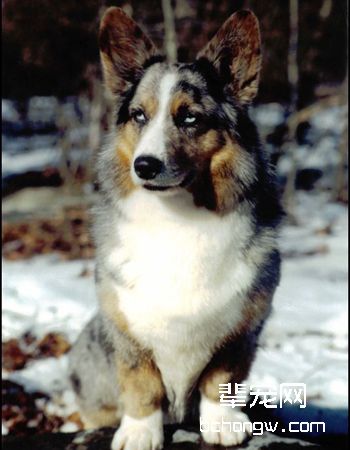 卡迪根威尔士柯基