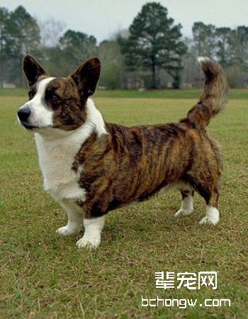 卡迪根威尔士柯基