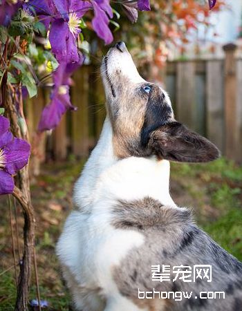 卡迪根威尔士柯基