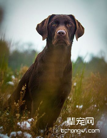 拉布拉多寻回犬