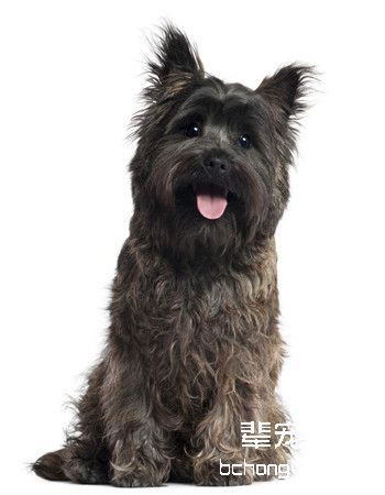 凯恩梗