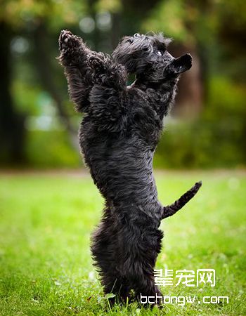 凯利蓝梗/爱尔兰梗