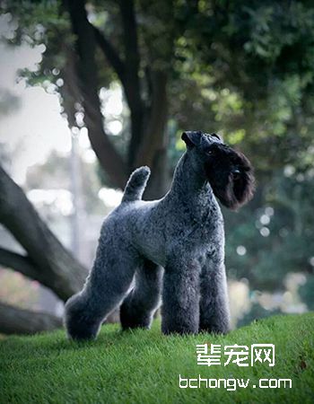 凯利蓝梗/爱尔兰梗