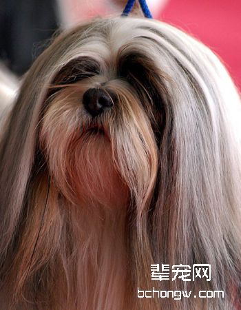 拉萨犬
