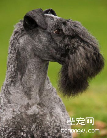 凯利蓝梗/爱尔兰梗