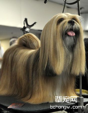 拉萨犬