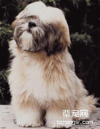 拉萨犬