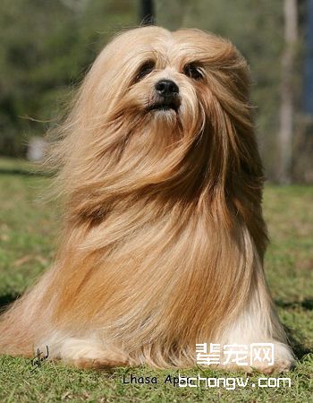 拉萨犬