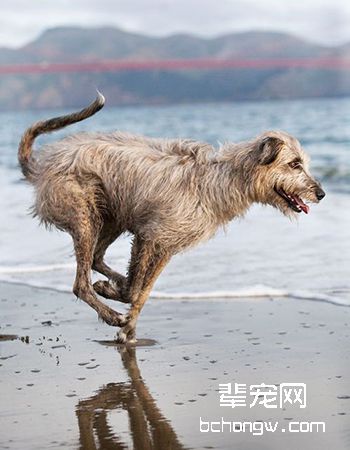 爱尔兰猎狼犬