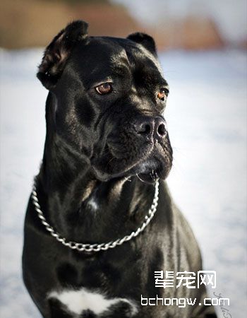 意大利卡斯罗犬