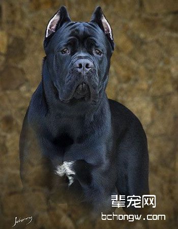 意大利卡斯罗犬