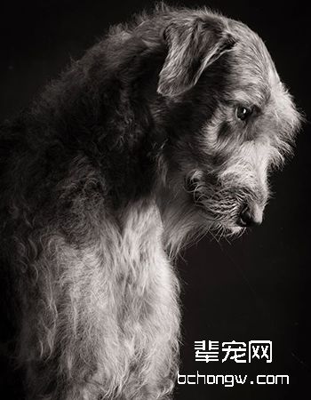 爱尔兰猎狼犬