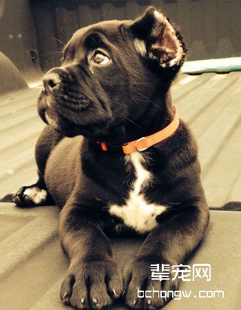 意大利卡斯罗犬