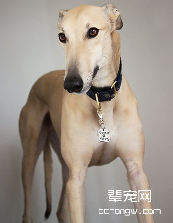 灵缇