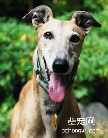 灵缇